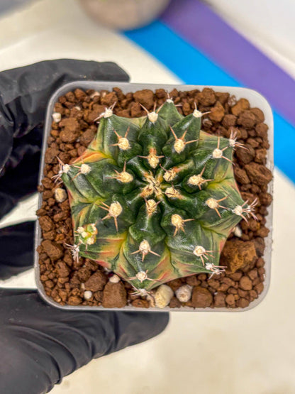 Gymnocalycium Obama (gy5) (yy) | Variegated cactus