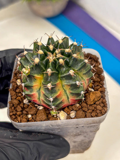 Gymnocalycium Obama (gy5) (yy) | Variegated cactus