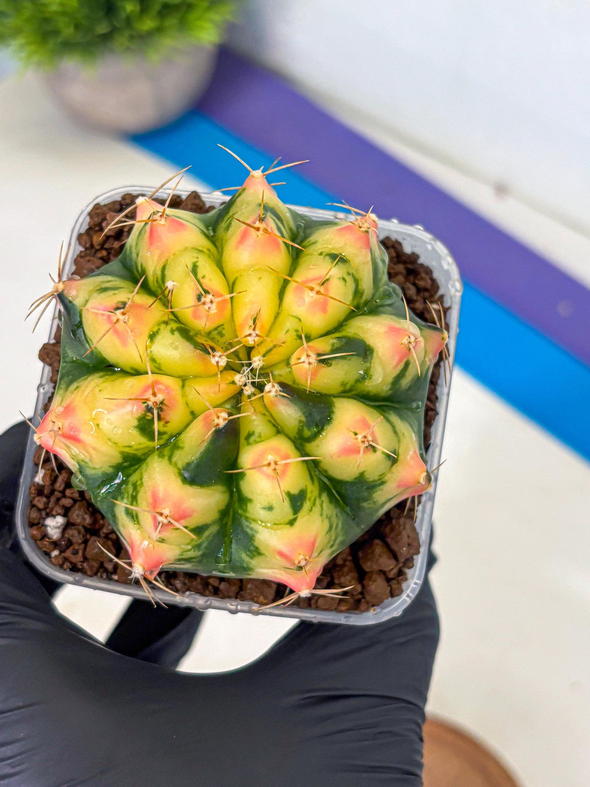 Gymnocalycium Pink Pearl (gy6) (g1) | Special Hybrid cactus