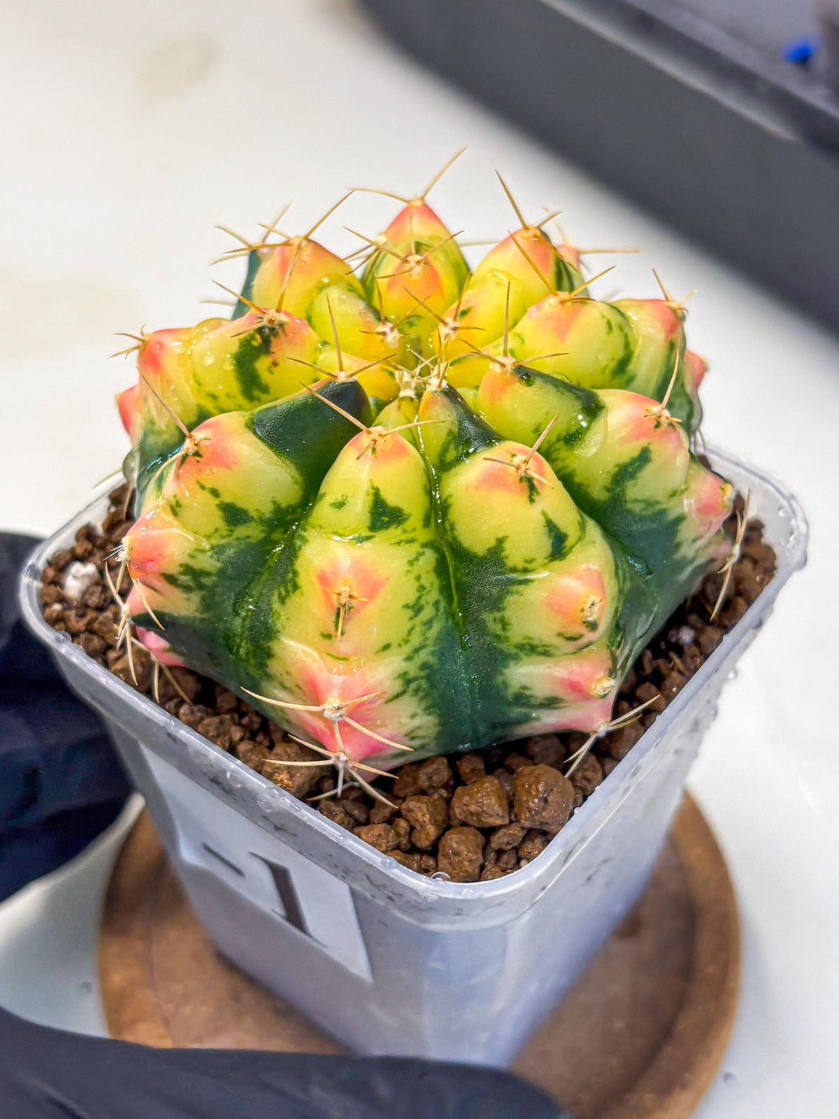 Gymnocalycium Pink Pearl (gy6) (g1) | Special Hybrid cactus
