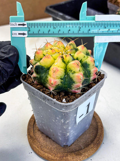 Gymnocalycium Pink Pearl (gy6) (g1) | Special Hybrid cactus