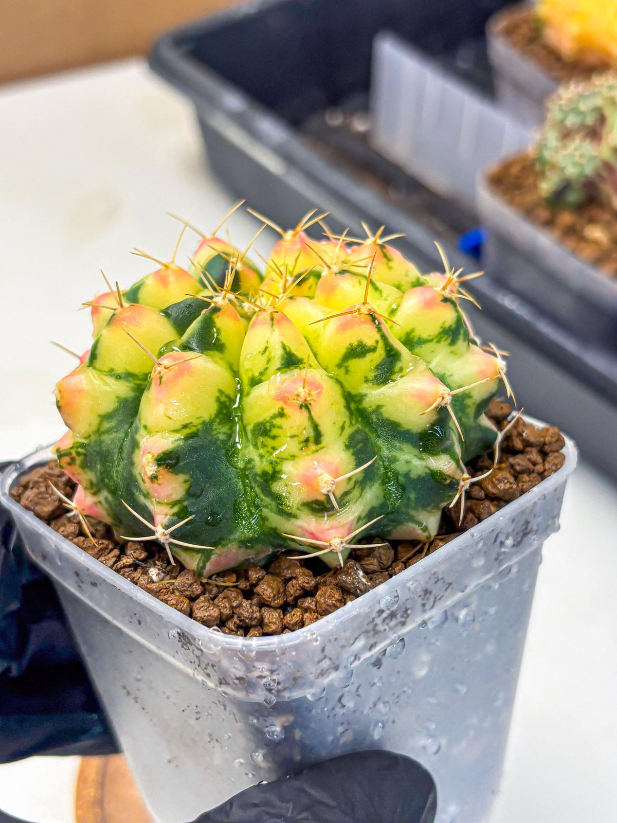 Gymnocalycium Pink Pearl (gy6) (g1) | Special Hybrid cactus