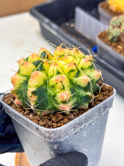 Gymnocalycium Pink Pearl (gy6) (g1) | Special Hybrid cactus