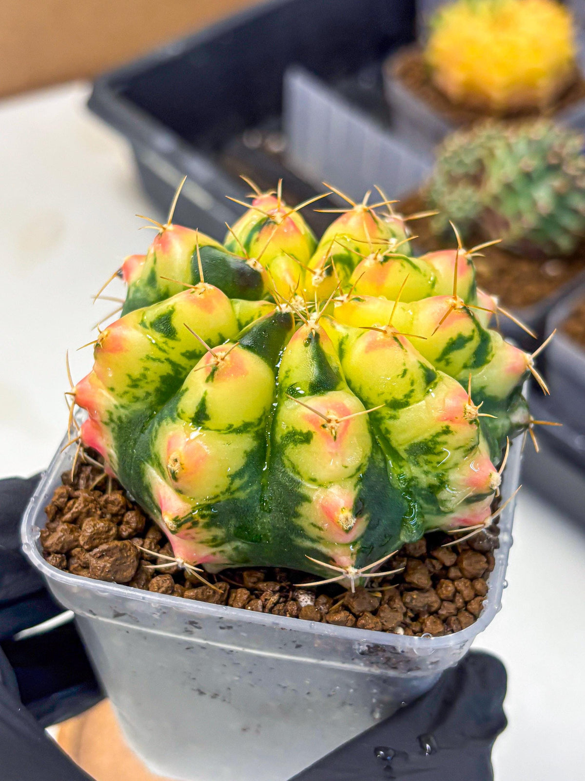 Gymnocalycium Pink Pearl (gy6) (g1) | Special Hybrid cactus