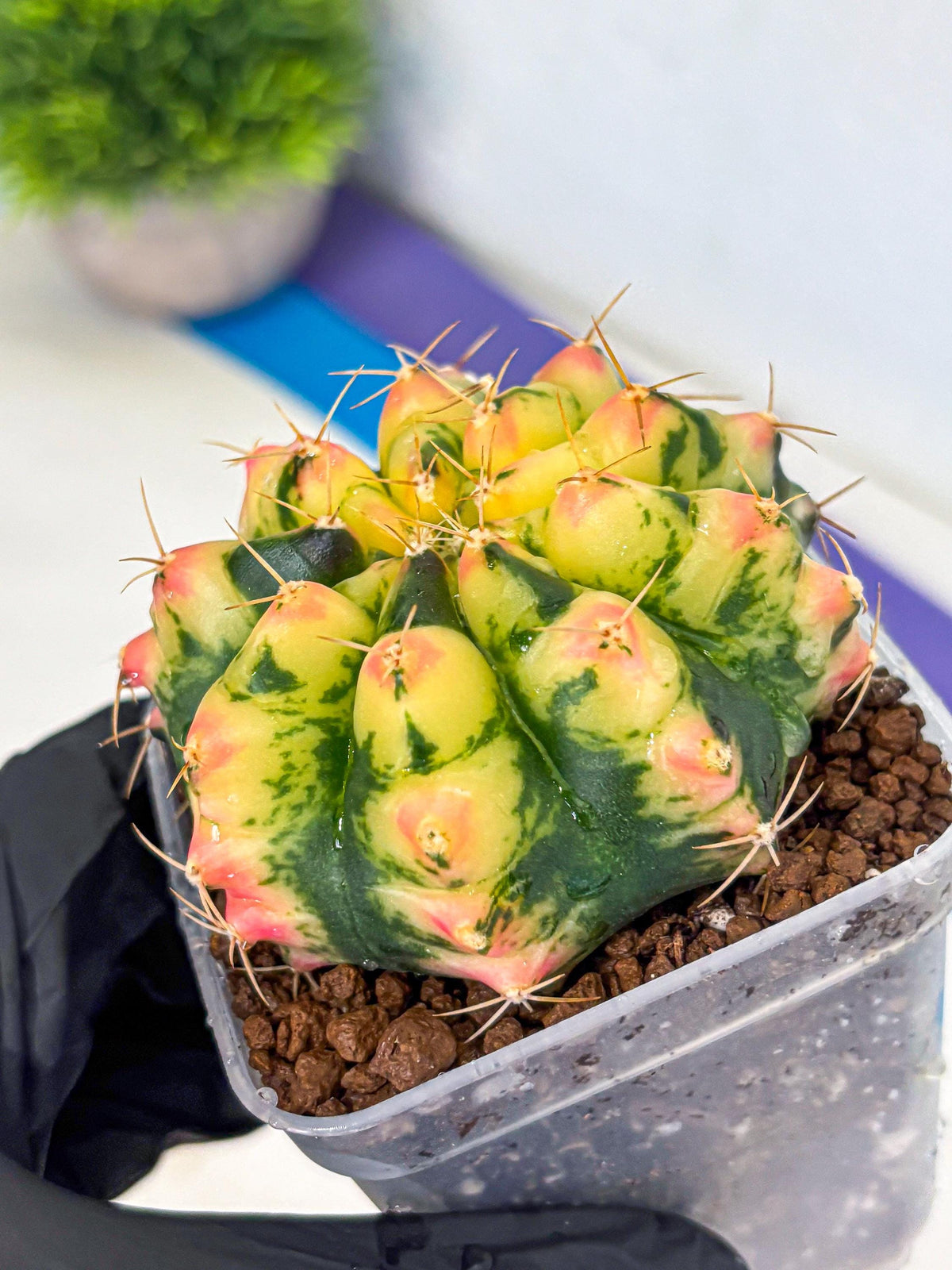 Gymnocalycium Pink Pearl (gy6) (g1) | Special Hybrid cactus