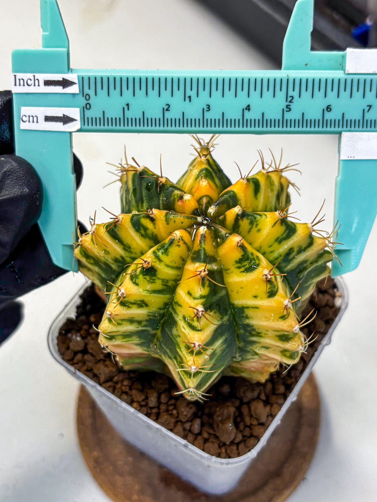 Gymnocalycium Starlight (gy6) (g3) | Rare Hybrid cactus