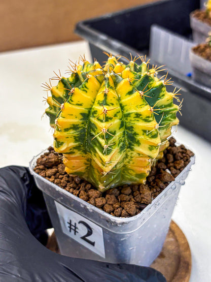 Gymnocalycium Starlight (gy6) (g3) | Rare Hybrid cactus