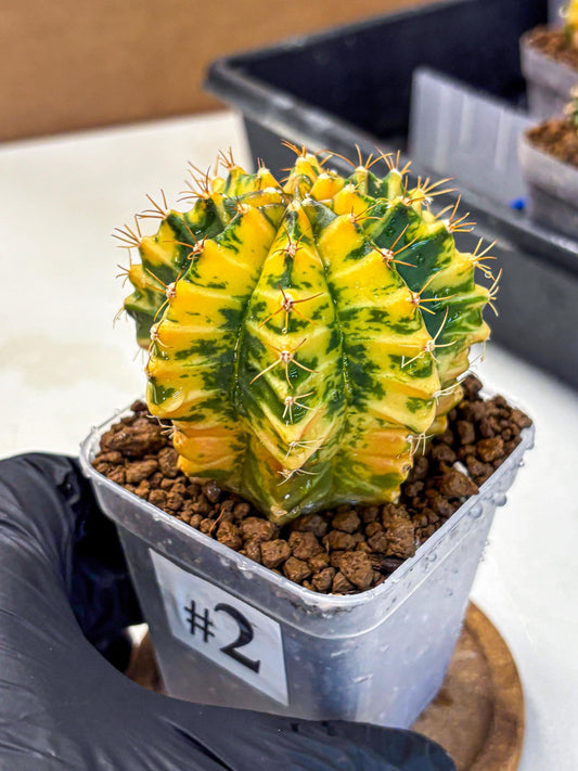 Gymnocalycium Star Light (gy6) (2) | Rare Hybrid cactus