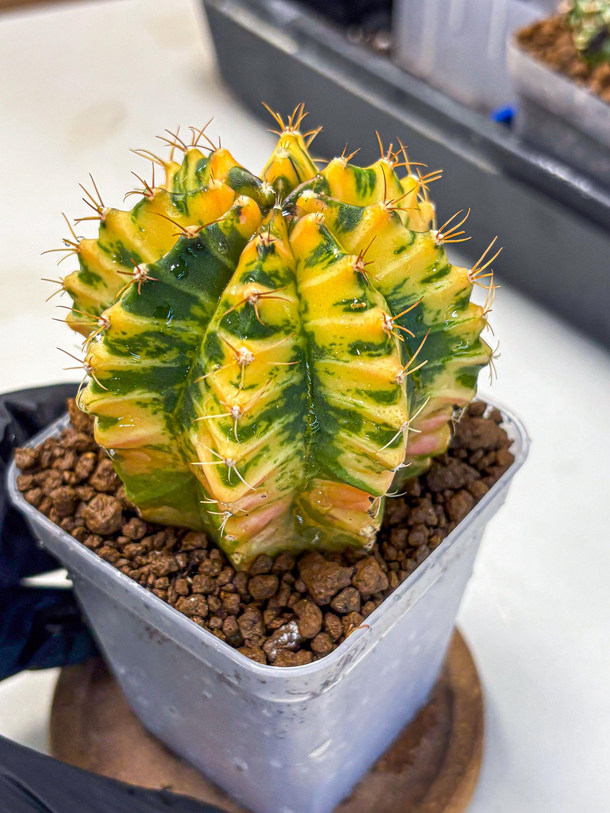 Gymnocalycium Starlight (gy6) (g3) | Rare Hybrid cactus