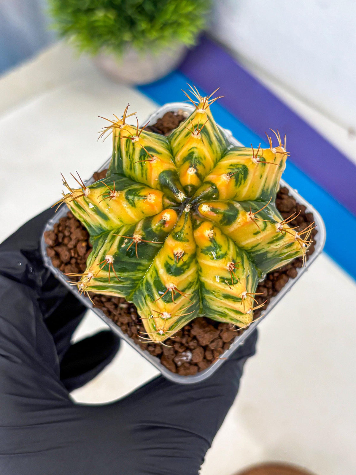 Gymnocalycium Starlight (gy6) (g3) | Rare Hybrid cactus