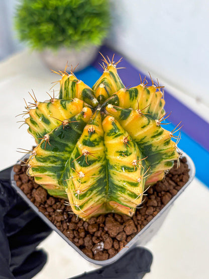 Gymnocalycium Starlight (gy6) (g3) | Rare Hybrid cactus