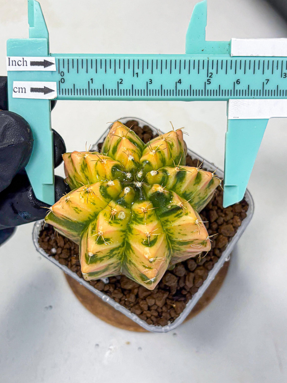 Gymnocalycium Starlight (gy6) (g4) | Rare Hybrid cactus