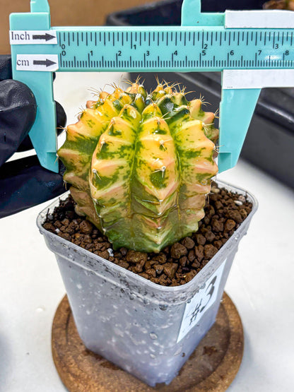 Gymnocalycium Starlight (gy6) (g4) | Rare Hybrid cactus