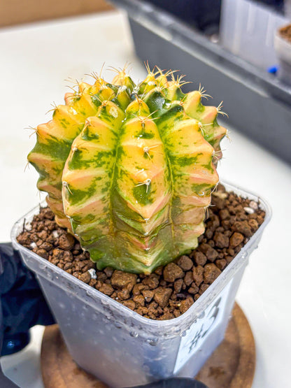 Gymnocalycium Starlight (gy6) (g4) | Rare Hybrid cactus