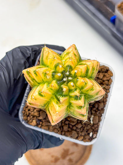 Gymnocalycium Starlight (gy6) (g4) | Rare Hybrid cactus