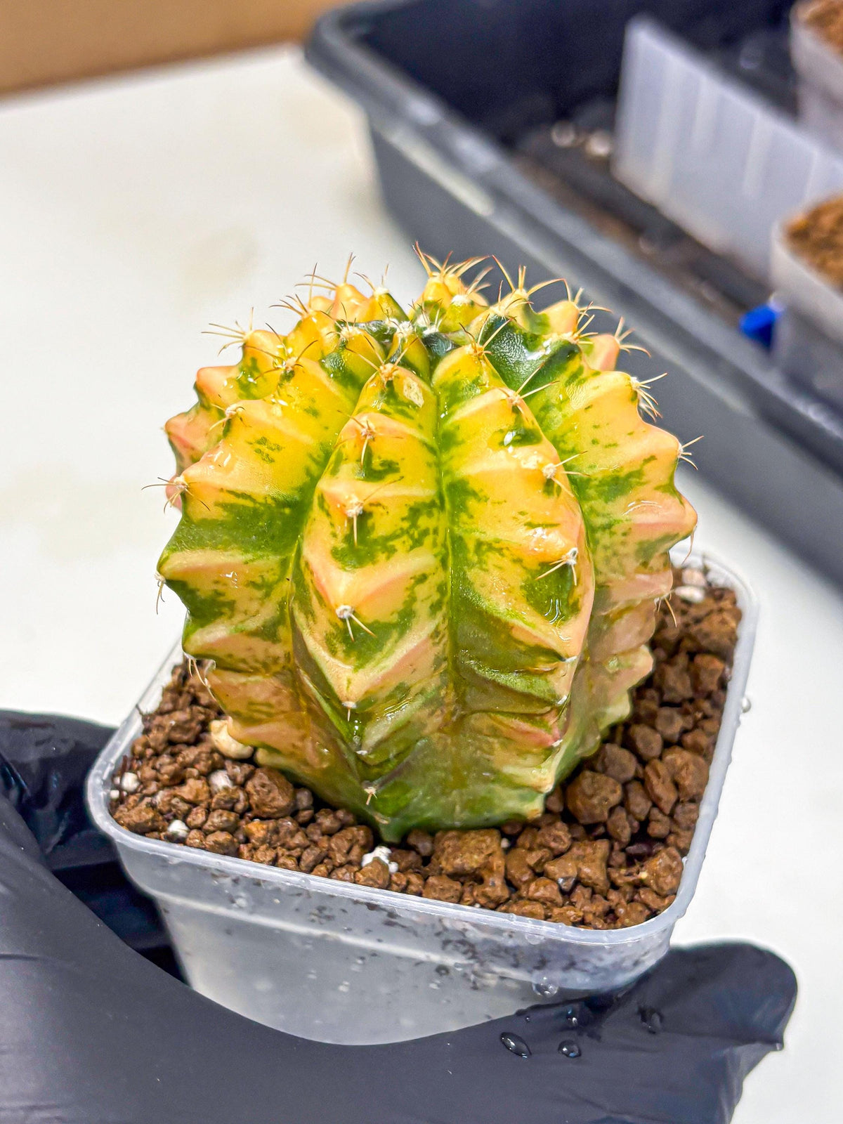 Gymnocalycium Starlight (gy6) (g4) | Rare Hybrid cactus