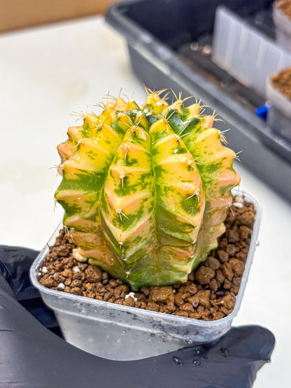 Gymnocalycium Starlight (gy6) (g4) | Rare Hybrid cactus