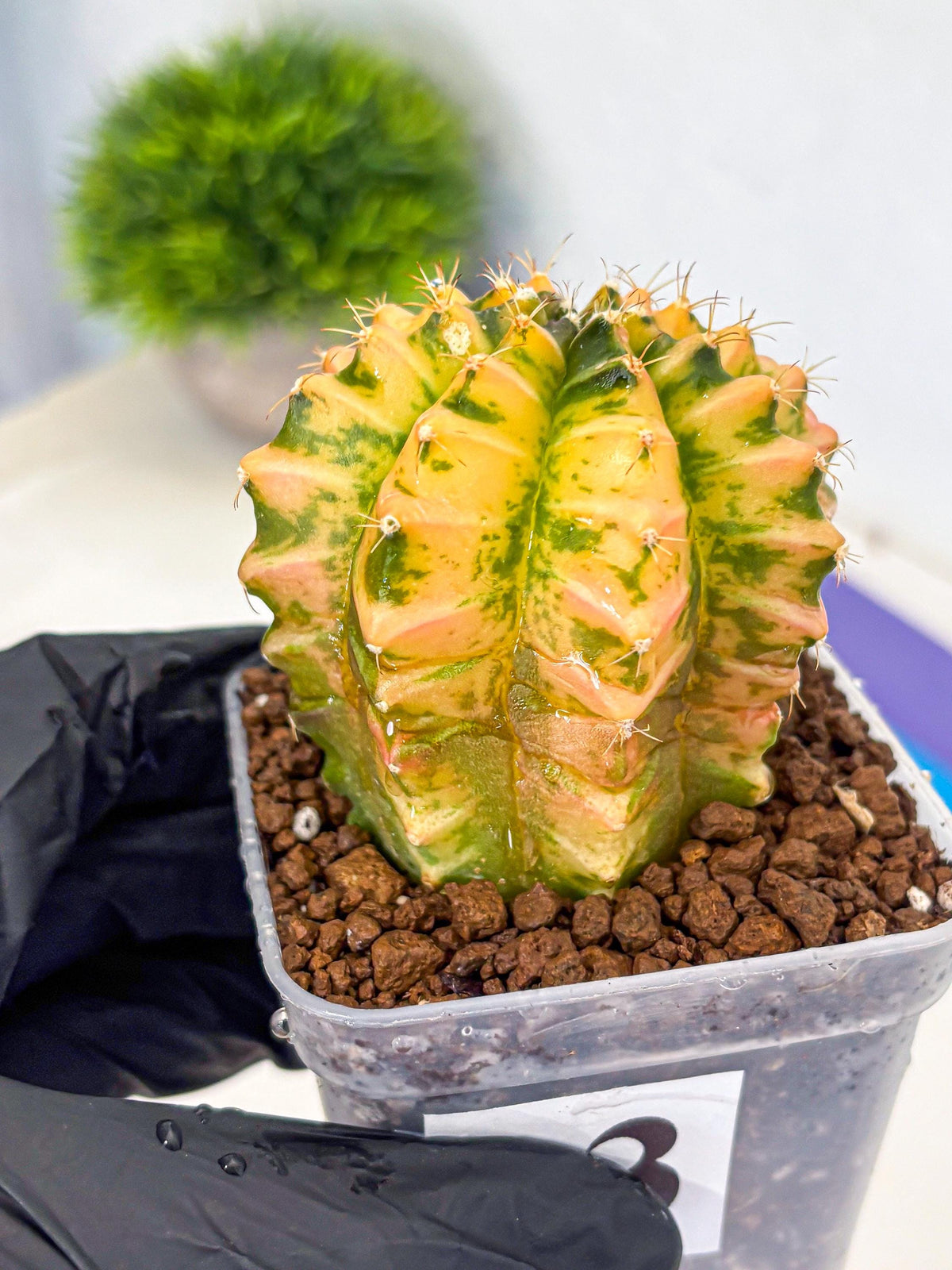 Gymnocalycium Starlight (gy6) (g4) | Rare Hybrid cactus