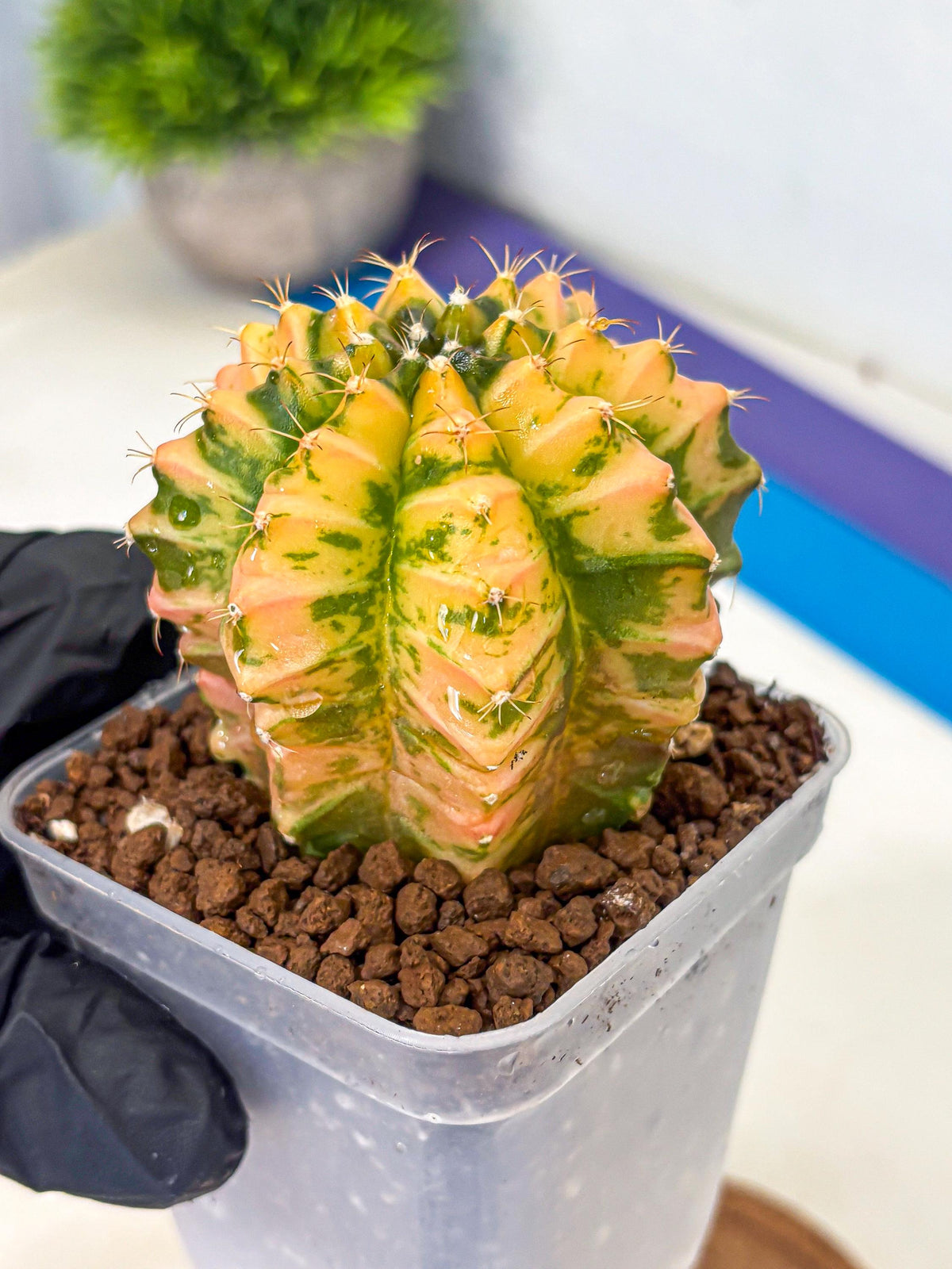 Gymnocalycium Starlight (gy6) (g4) | Rare Hybrid cactus