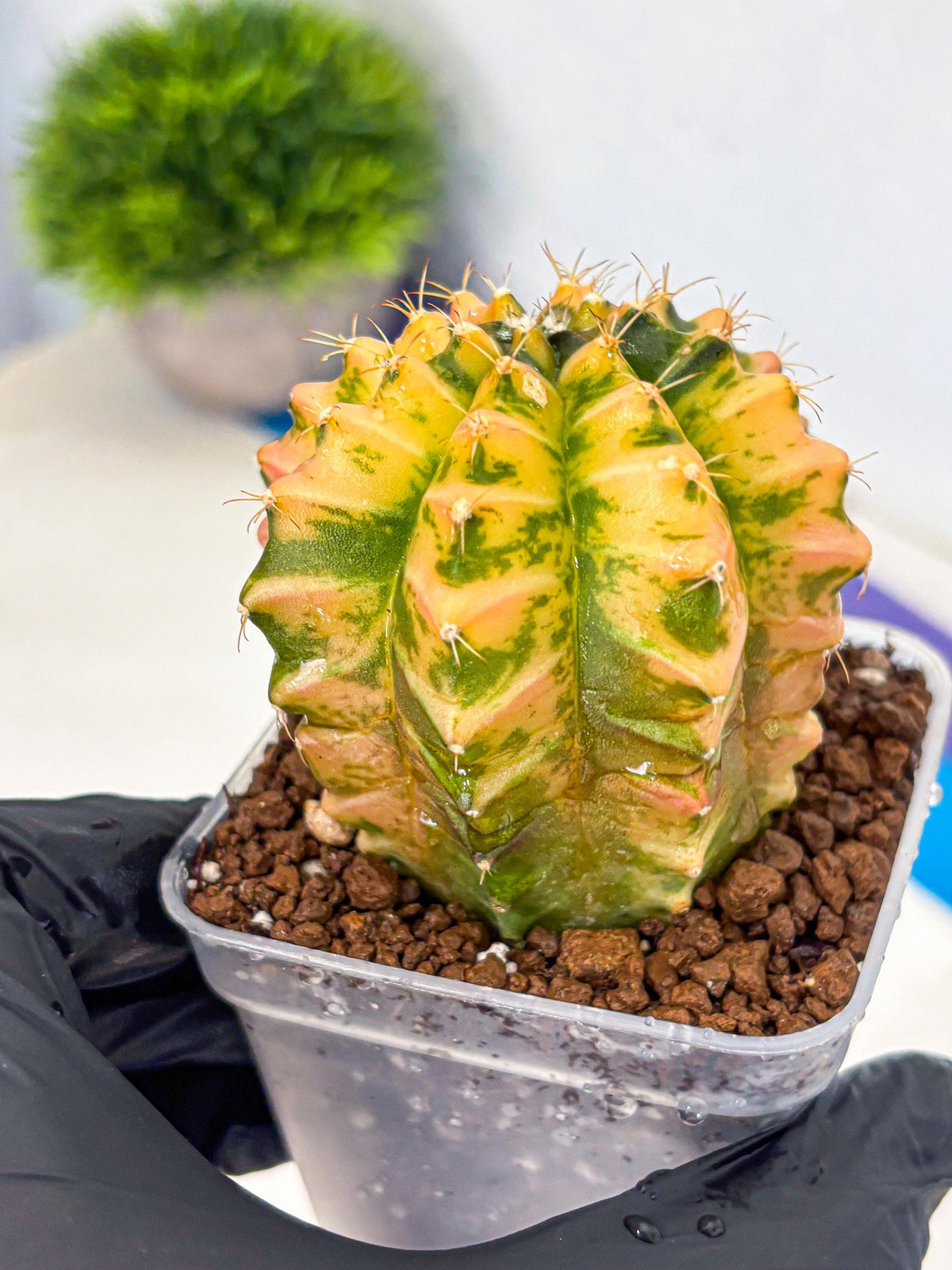 Gymnocalycium Starlight (gy6) (g4) | Rare Hybrid cactus