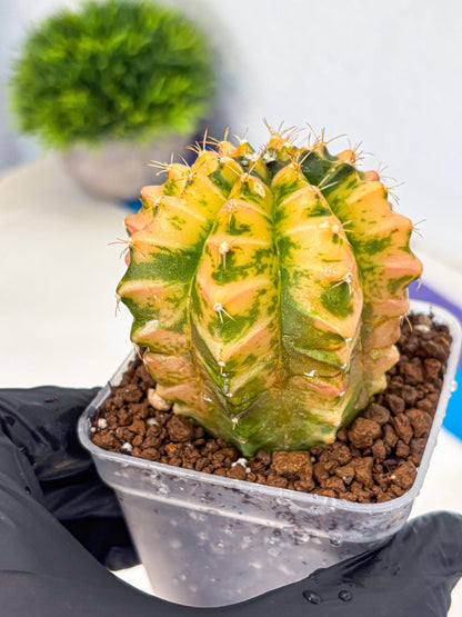 Gymnocalycium Starlight (gy6) (g4) | Rare Hybrid cactus