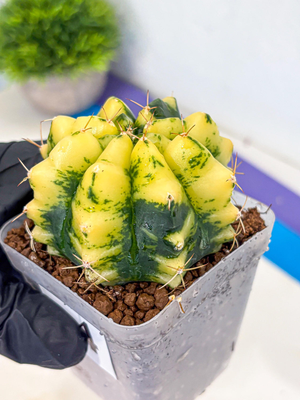 Gymnocalycium Moon Lover (gy6) (g5) | Special Hybrid cactus