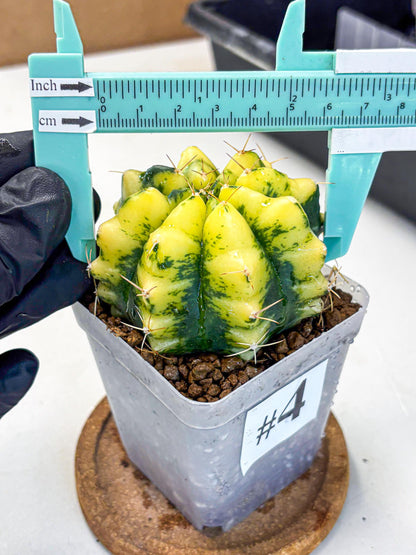 Gymnocalycium Moon Lover (gy6) (g5) | Special Hybrid cactus