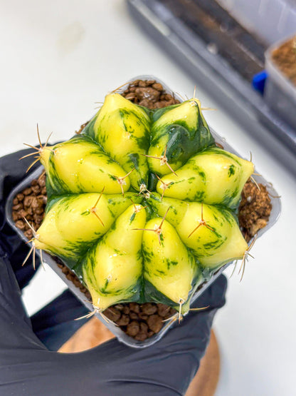 Gymnocalycium Moon Lover (gy6) (g5) | Special Hybrid cactus