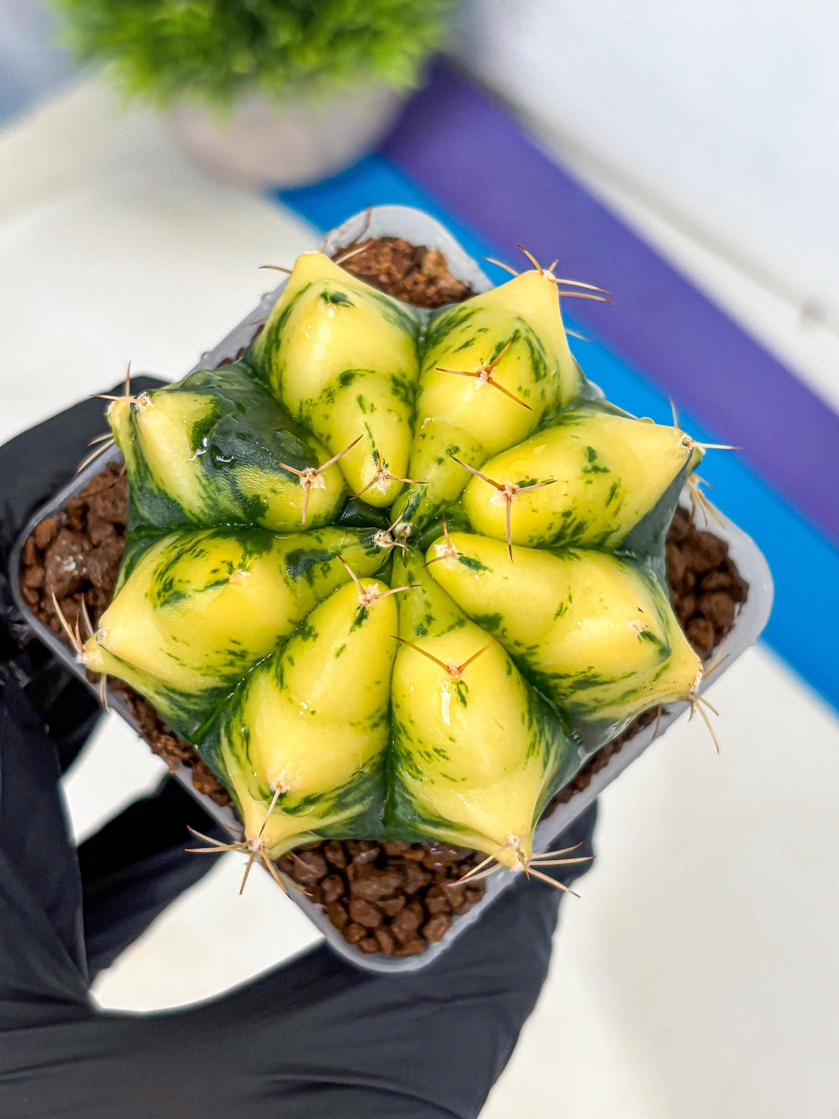 Gymnocalycium Moon Lover (gy6) (g5) | Special Hybrid cactus