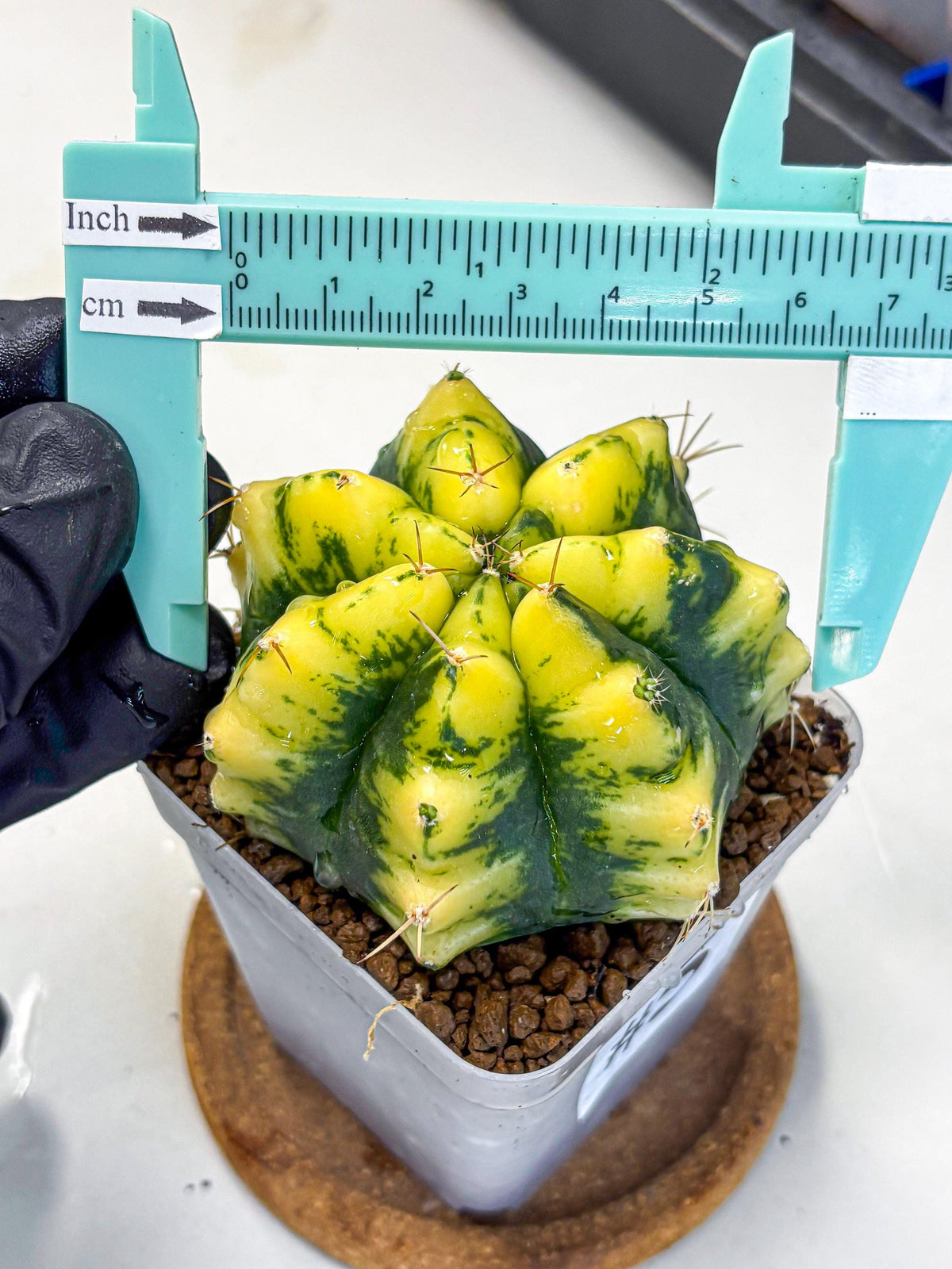 Gymnocalycium Moon Lover (gy6) (g6) | Special Hybrid cactus