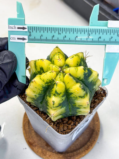 Gymnocalycium Moon Lover (gy6) (g6) | Special Hybrid cactus