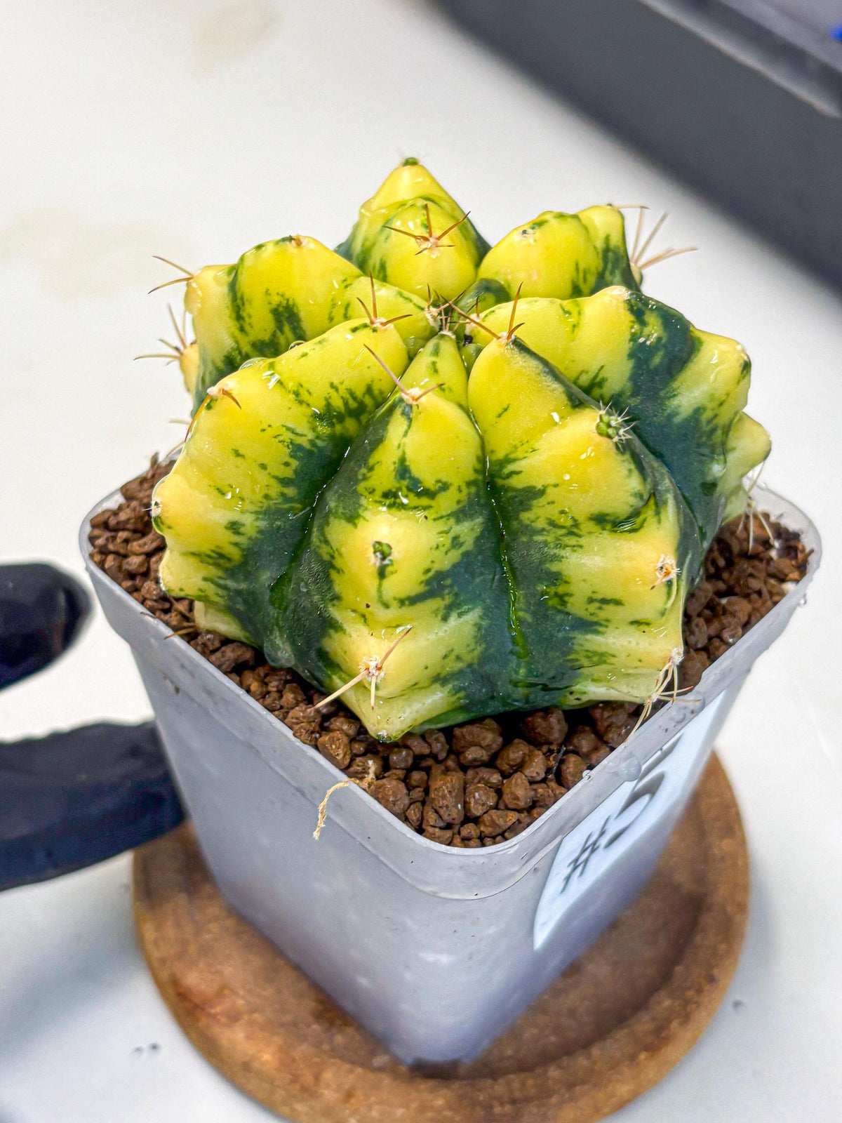 Gymnocalycium Moon Lover (gy6) (g6) | Special Hybrid cactus