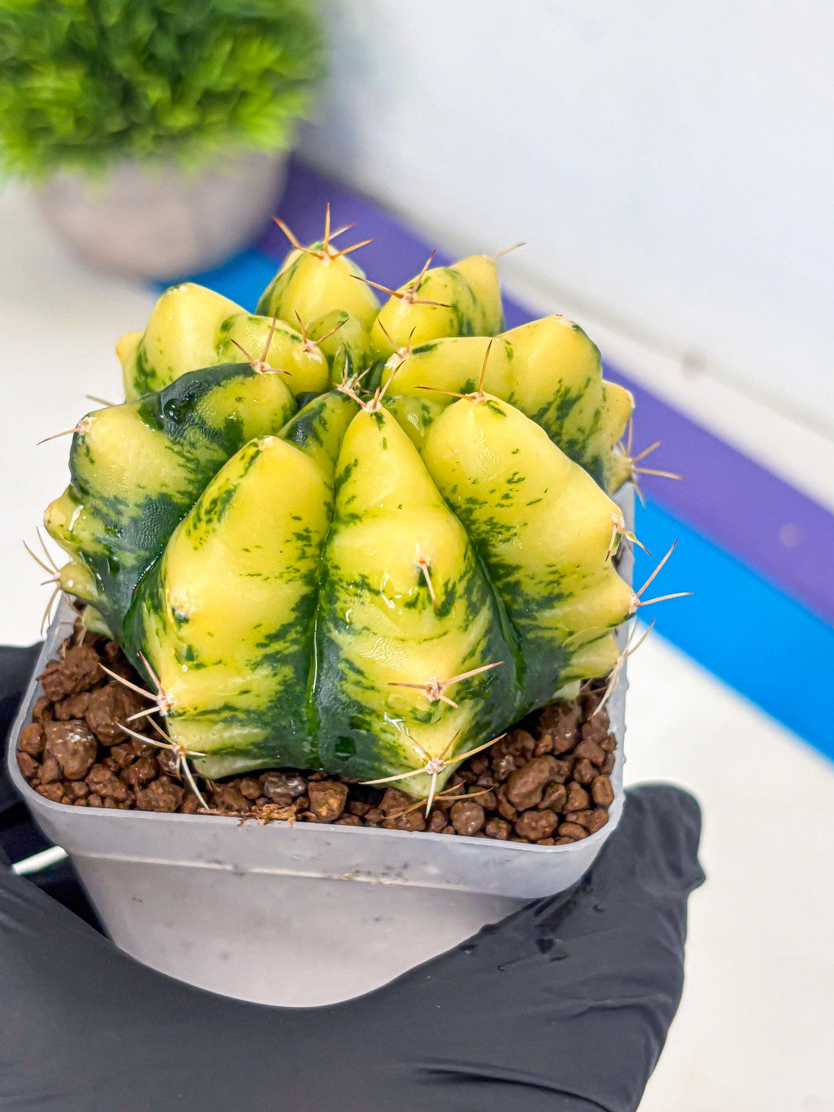 Gymnocalycium Moon Lover (gy6) (g5) | Special Hybrid cactus