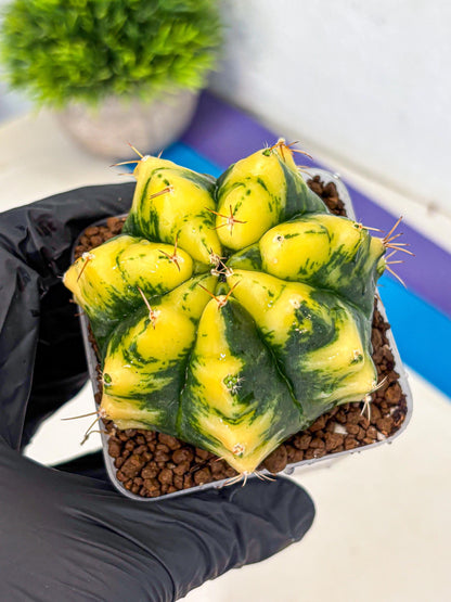 Gymnocalycium Moon Lover (gy6) (g6) | Special Hybrid cactus