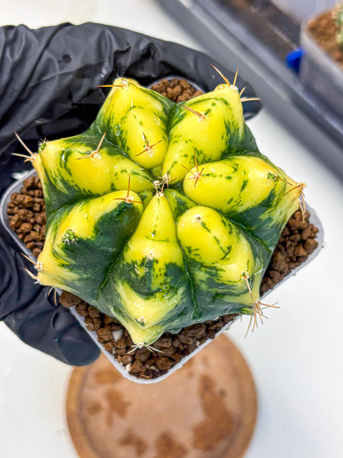 Gymnocalycium Moon Lover (gy6) (g6) | Special Hybrid cactus