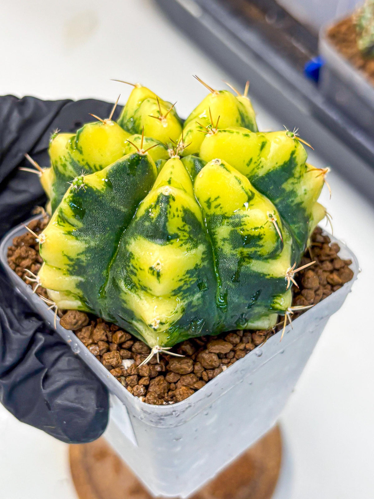 Gymnocalycium Moon Lover (gy6) (g6) | Special Hybrid cactus
