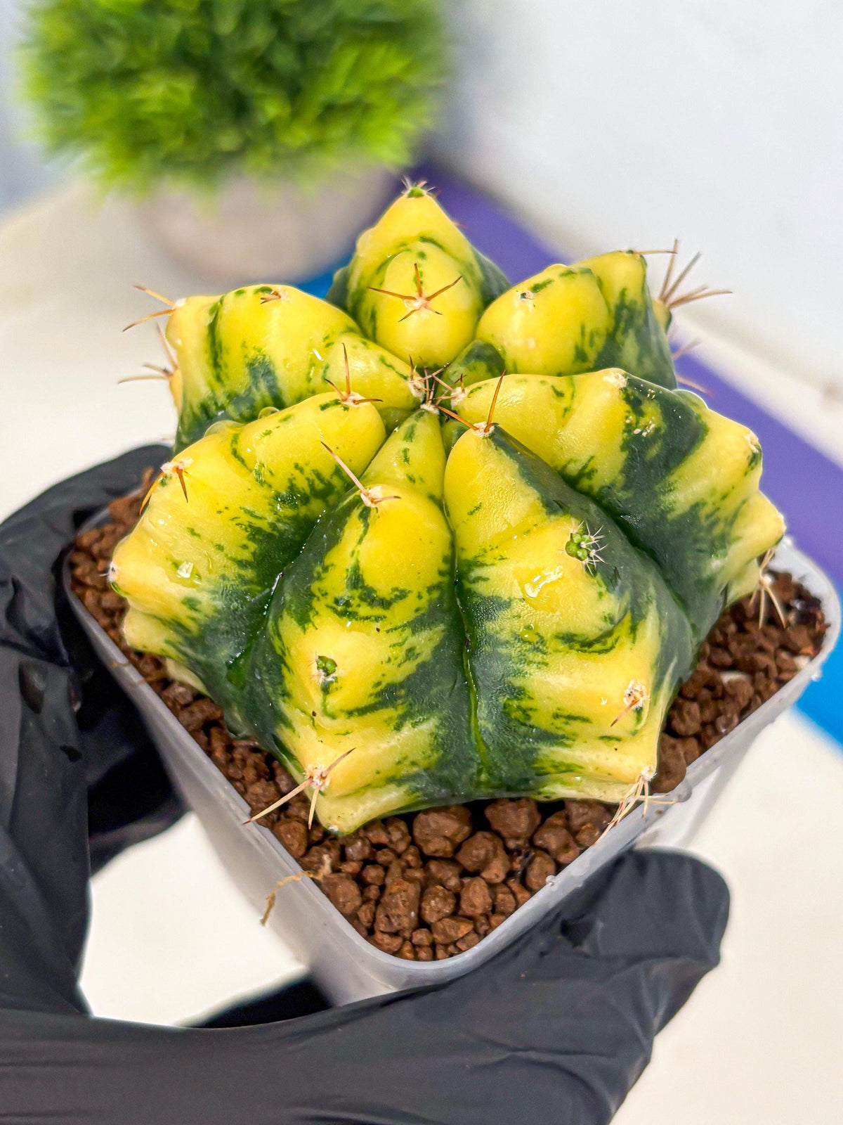 Gymnocalycium Moon Lover (gy6) (g6) | Special Hybrid cactus