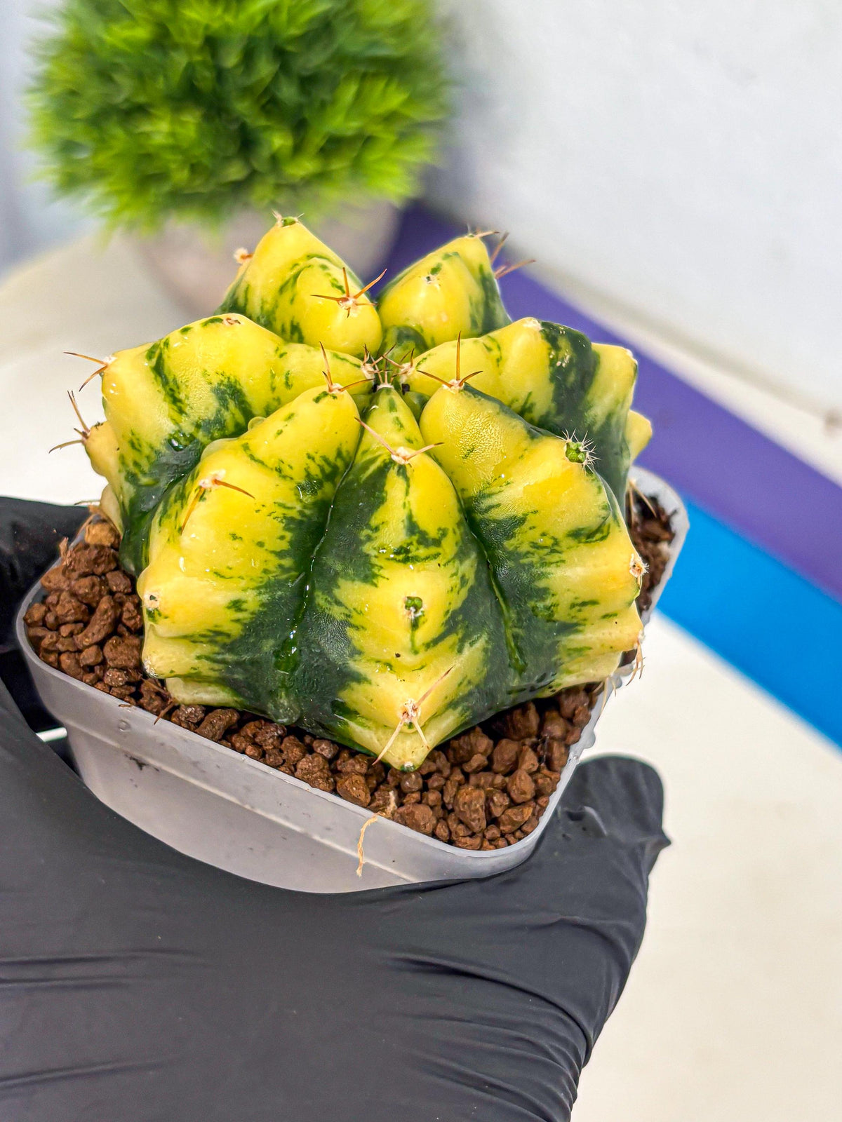 Gymnocalycium Moon Lover (gy6) (g6) | Special Hybrid cactus