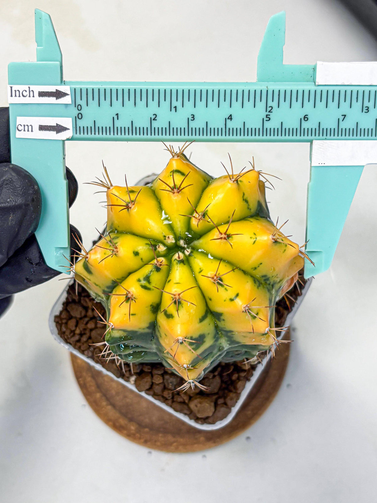 Gymnocalycium Carnelian (gy6) (y1) | Rare Hybrid cactus