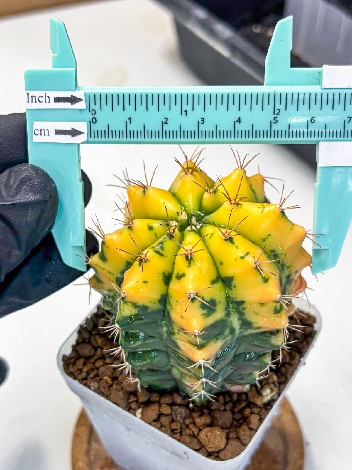 Gymnocalycium Carnelian (gy6) (y1) | Rare Hybrid cactus