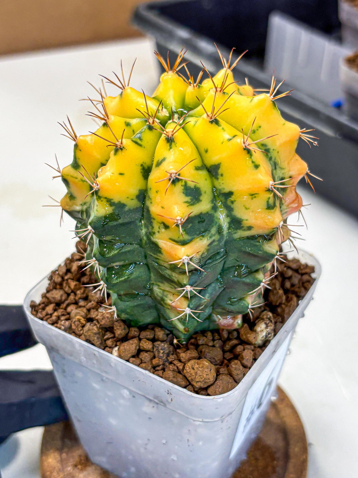 Gymnocalycium Carnelian (gy6) (y1) | Rare Hybrid cactus