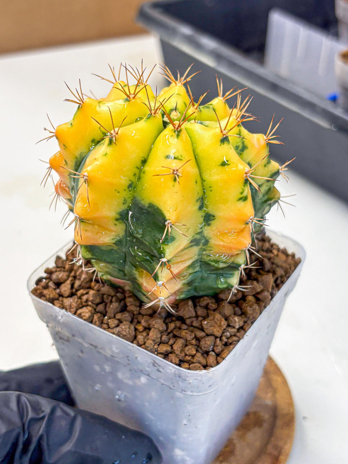 Gymnocalycium Carnelian (gy6) (y1) | Rare Hybrid cactus
