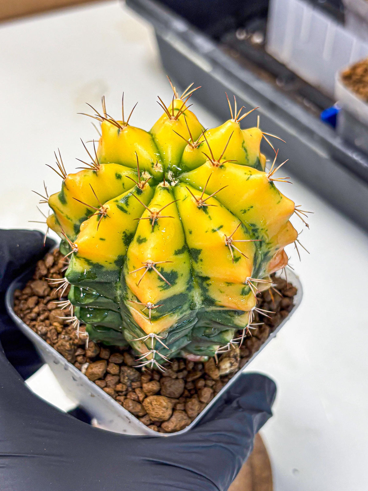 Gymnocalycium Carnelian (gy6) (y1) | Rare Hybrid cactus