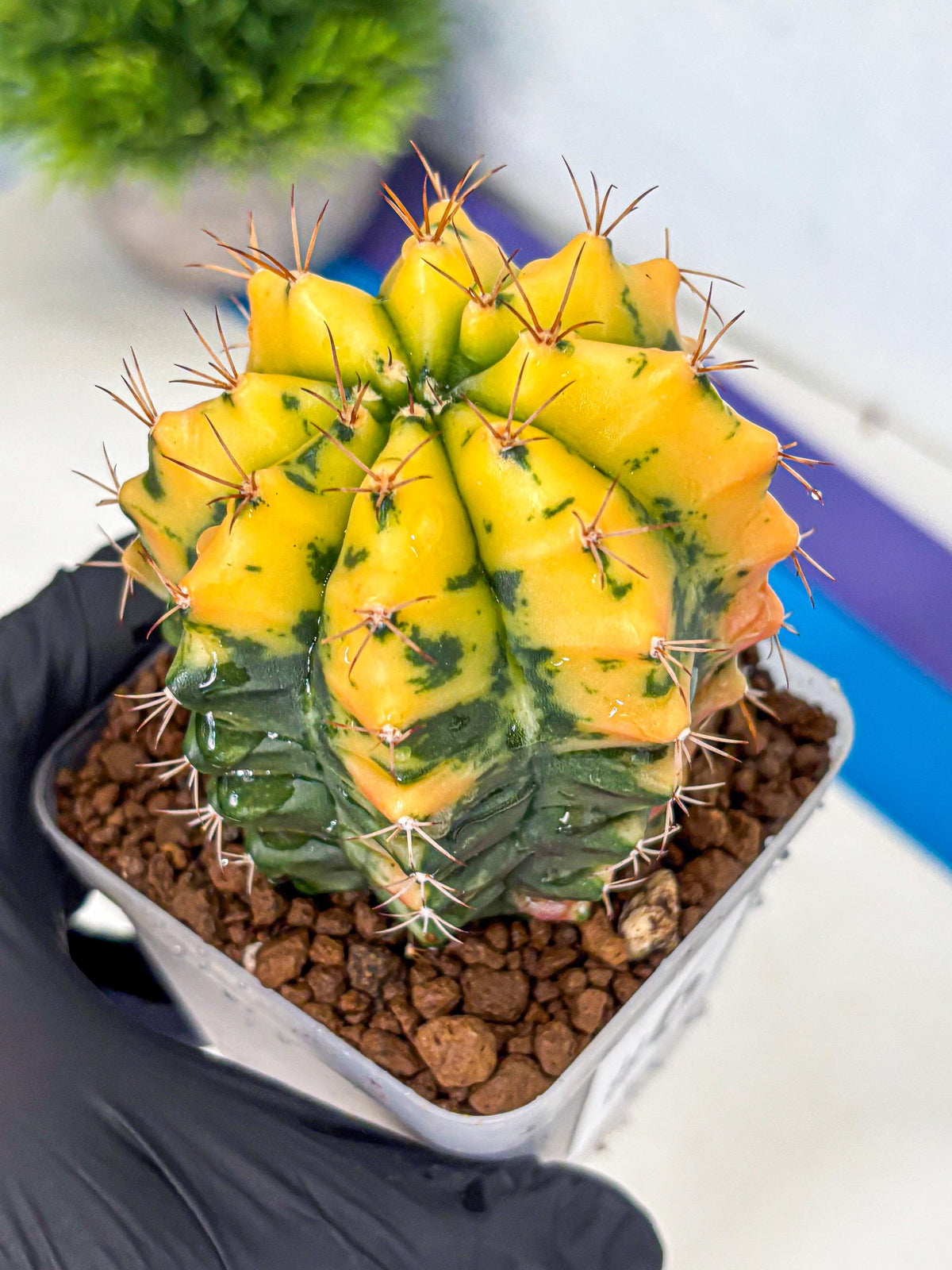 Gymnocalycium Carnelian (gy6) (y1) | Rare Hybrid cactus