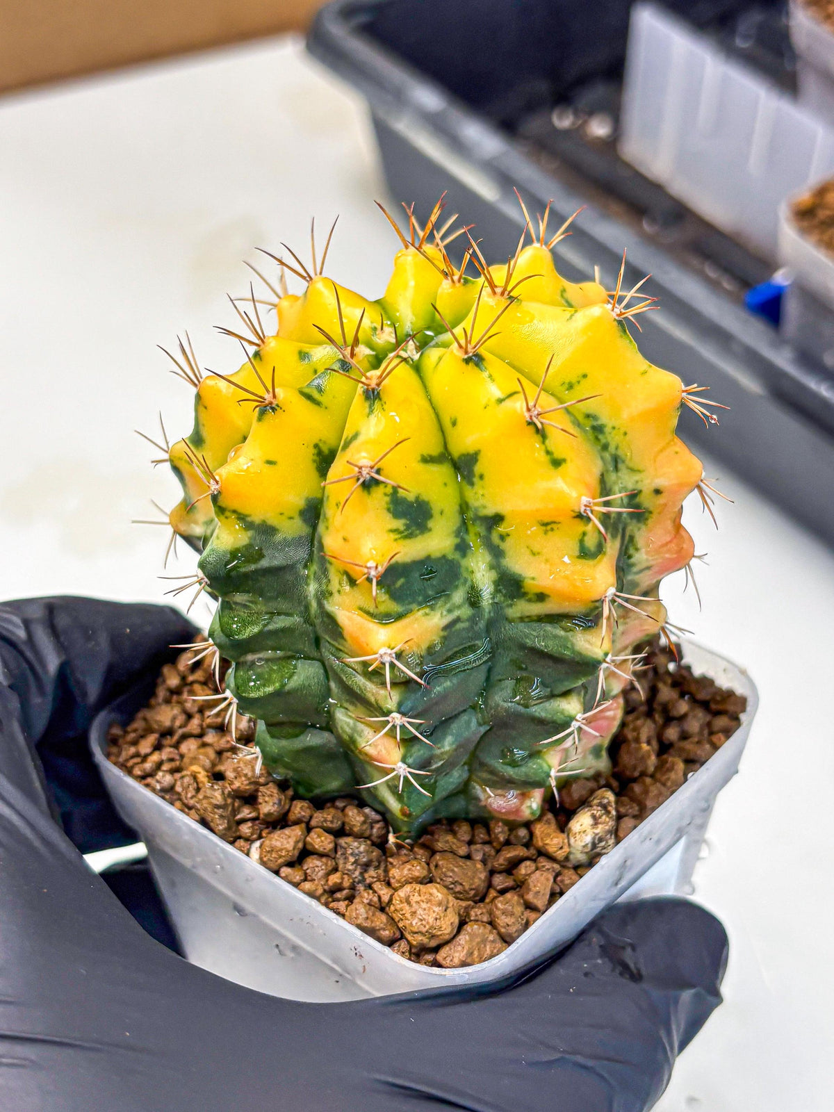 Gymnocalycium Carnelian (gy6) (y1) | Rare Hybrid cactus