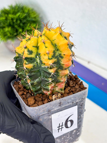 Gymnocalycium Carnelian (gy6) (y1) | Rare Hybrid cactus
