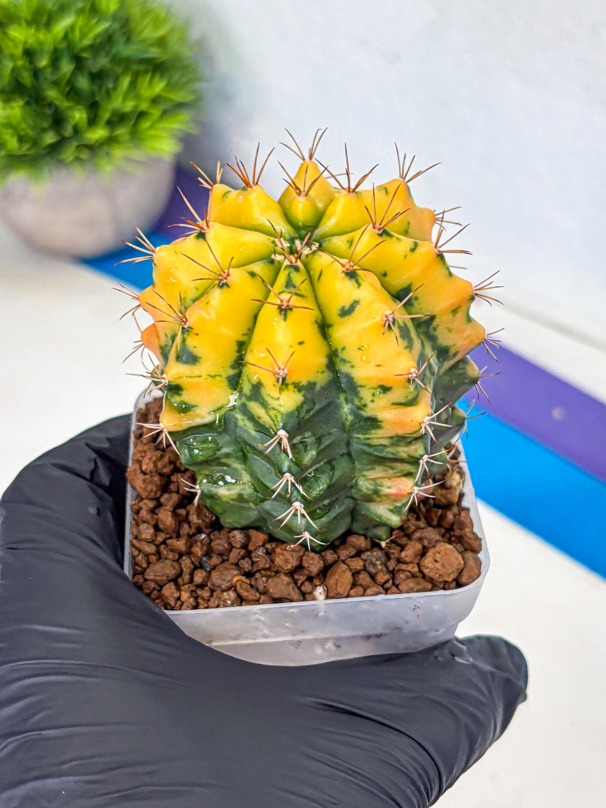 Gymnocalycium Carnelian (gy6) (y1) | Rare Hybrid cactus