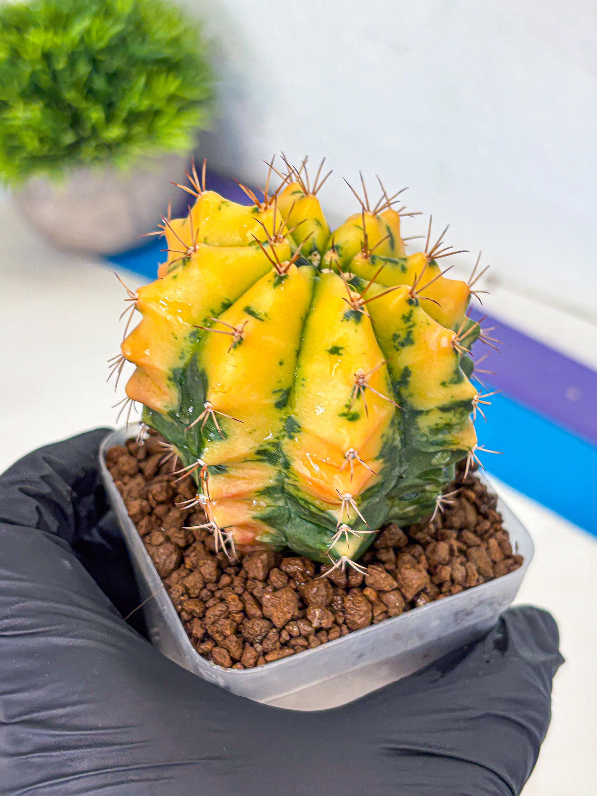 Gymnocalycium Carnelian (gy6) (y1) | Rare Hybrid cactus