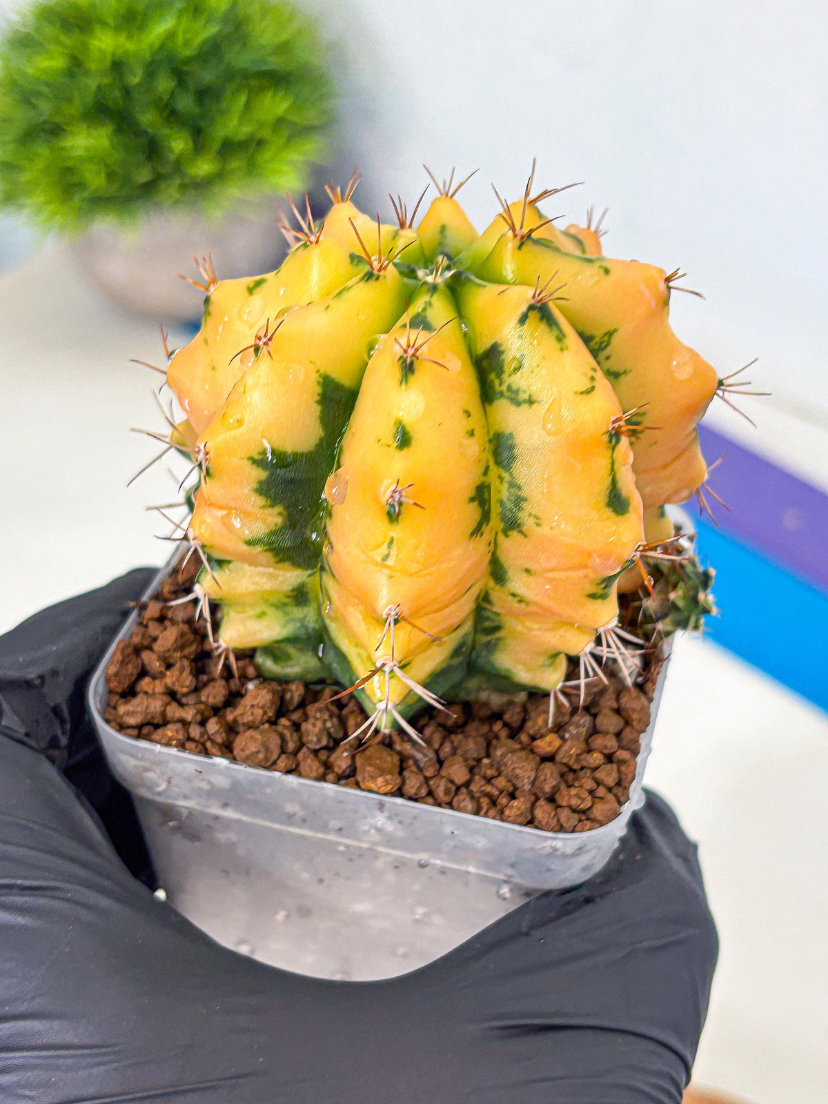 Gymnocalycium Carnelian (gy6) (g7) | Rare Hybrid cactus