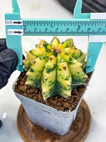 Gymnocalycium Stella (gy6) (y2) | Rare Hybrid cactus